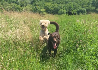 Who Let the Dogs Out?